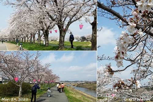 三田 桜回廊の9分咲きの画像