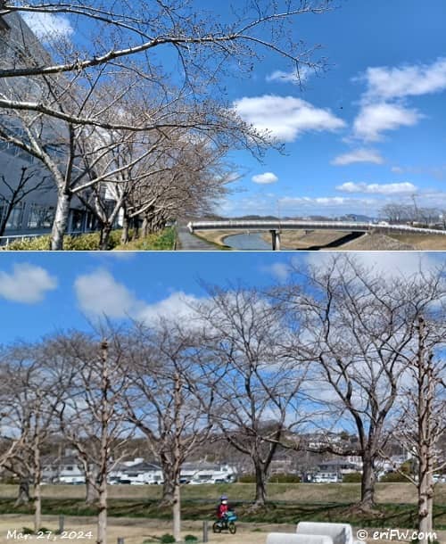 三田市武庫川桜回廊2024年3月27日の画像