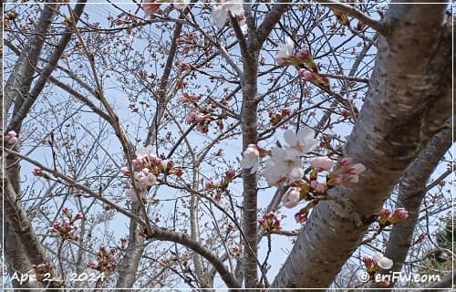 2024年桜開花の画像
