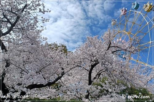 王子動物園の桜の画像
