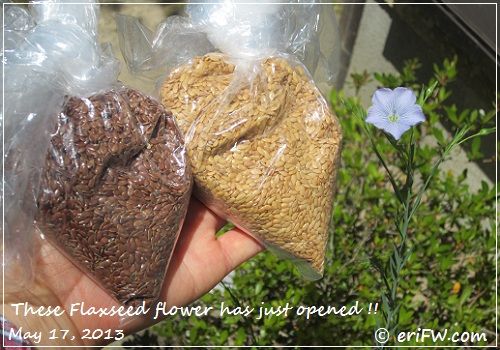 flaxseedと亜麻の花の画像