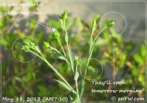 flaxseedの花の画像