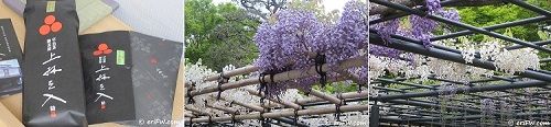 宇治・京都のお茶と藤の花の画像