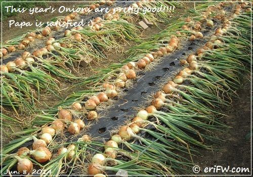 玉ネギの収穫の画像