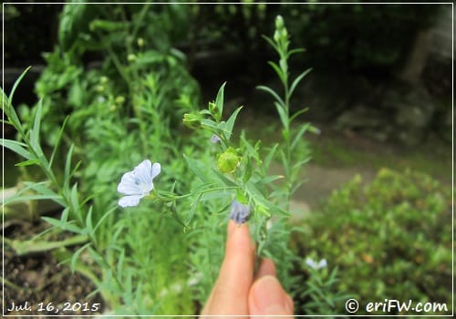 flaxseed-flowerの画像