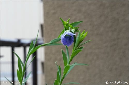 亜麻仁の花の画像