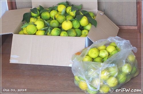 2014年の柚子収穫の画像