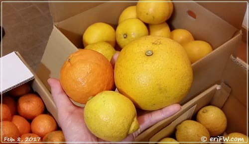 無茶々園の柑橘の画像