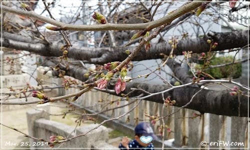 息子くん桜の画像