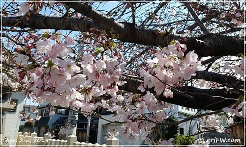 大阪市旭区大宮神社さんの桜2019の画像