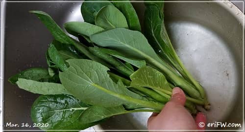自家製お野菜たち　カーリーケールと小松菜の画像