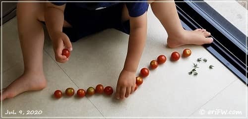 プチトマトの画像