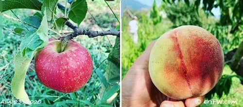 長野県下川農園のりんごと桃の画像