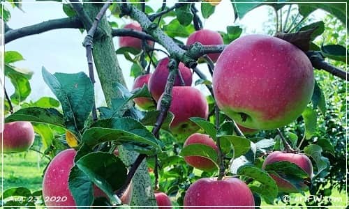 長野県下川りんご農園のりんごの画像