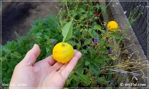 苗木1年目の本柚子収穫の画像