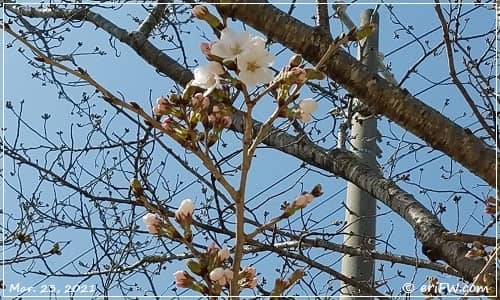 幼稚園の桜も2分咲きの画像