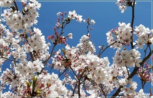 神戸市北区神津台公園の桜の画像