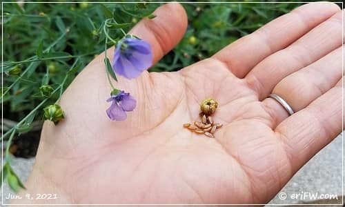亜麻仁の花と種の画像