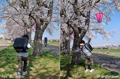 桜×ランドセルの画像