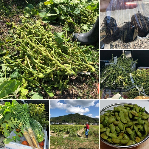 黒大豆枝豆の収穫の画像